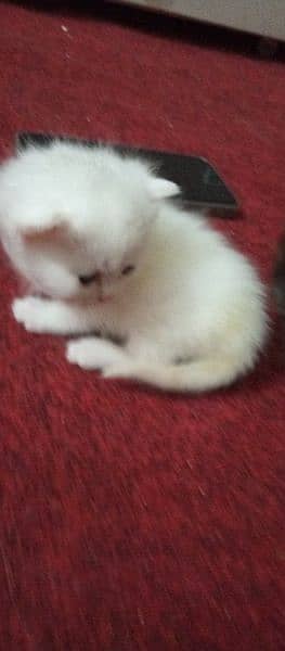 4 kitten I have with blue eyes and pure white colour and full healthy 7
