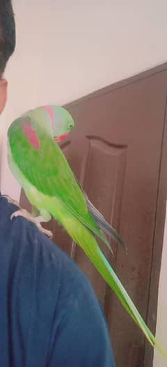 raw parrot full healthy and active