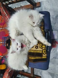 Persian breed kittens triple coat 4 month old