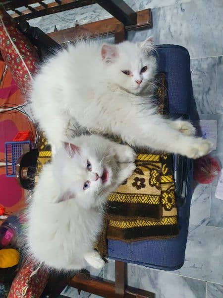 Persian breed kittens triple coat 4 month old 1