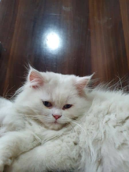 Persian breed kittens triple coat 4 month old 4