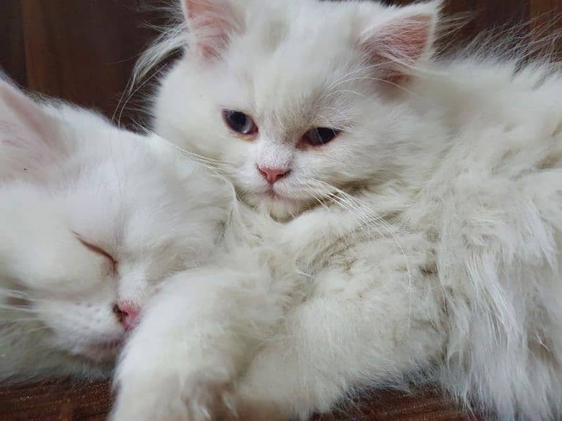 Persian breed kittens triple coat 4 month old 5
