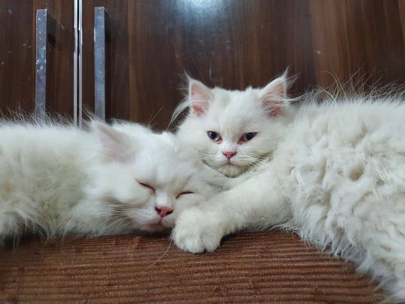 Persian breed kittens triple coat 4 month old 6