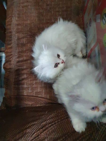 Persian breed kittens triple coat 4 month old 10