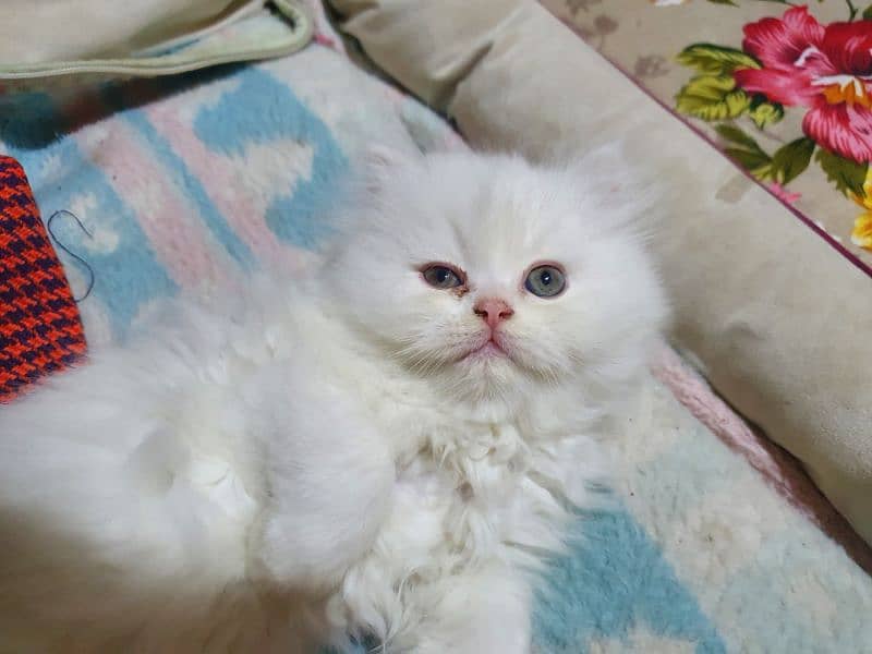 Persian breed kittens triple coat 4 month old 11