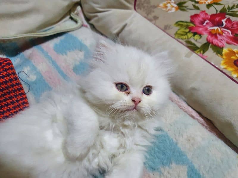 Persian breed kittens triple coat 4 month old 12
