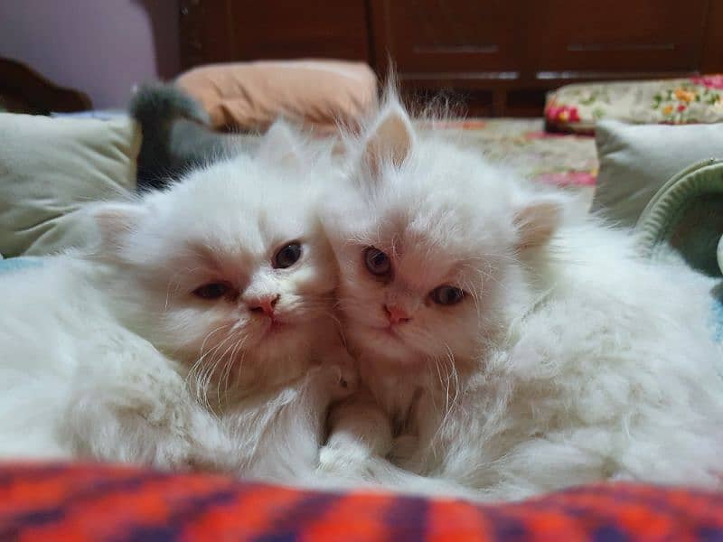Persian breed kittens triple coat 4 month old 13