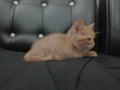 Persian cats for sale (FEMALE) 0