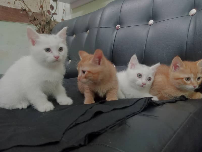Persian cats for sale (FEMALE) 1
