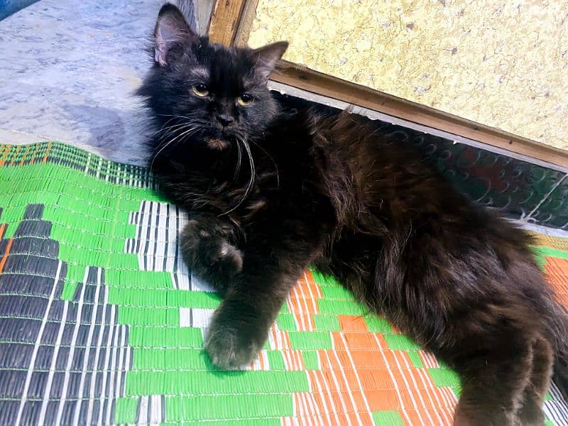 Persian cat for sale or exchange with other animals and birds 2