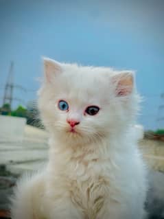 Pure white, triple coat, double eyes male kitte, 1.5 months age
