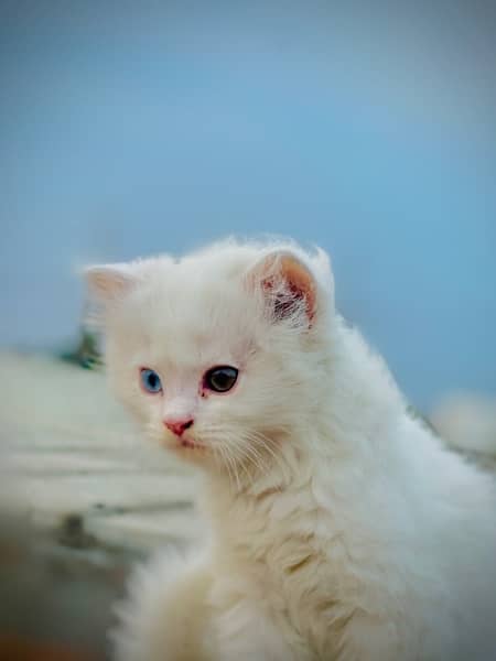Pure white, triple coat, double eyes male kitte, 1.5 months age 1