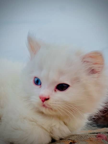 Pure white, triple coat, double eyes male kitte, 1.5 months age 2