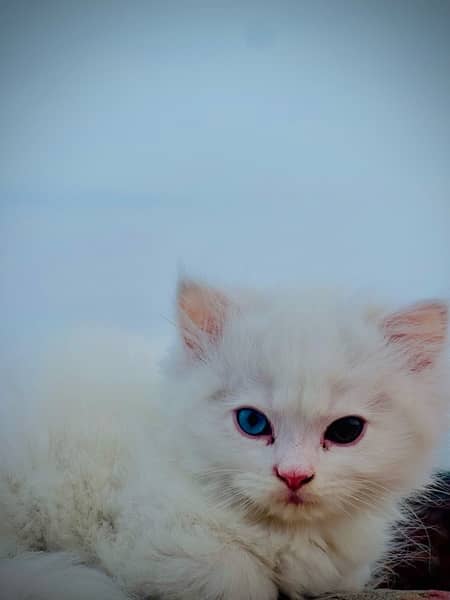 Pure white, triple coat, double eyes male kitte, 1.5 months age 3