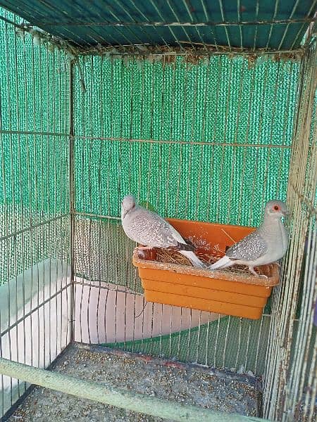 6 pairs Diamond dove with 12 portion cage 2