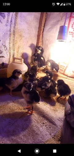 astralop 7days chicks for sale 0
