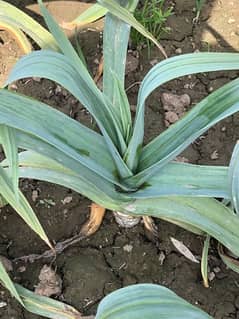 G1 garlic (pure seed)