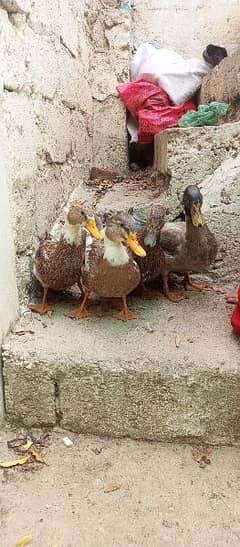 1 male 3 female duck for sell