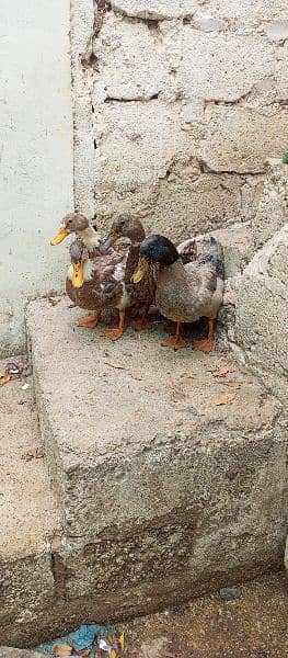 1 male 3 female duck for sell 1