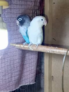 Love bird Breeder pairs