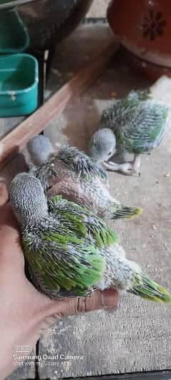parrot chicks