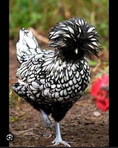 Polish and Silkie chicks for Sale