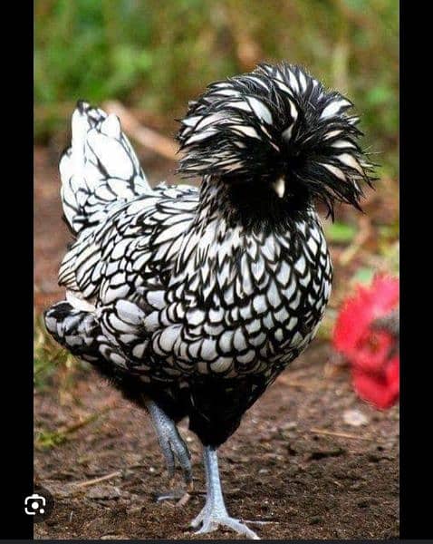 Polish and Silkie chicks for Sale 0