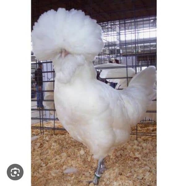Polish and Silkie chicks for Sale 1