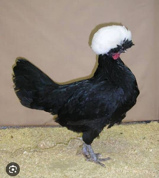 Polish and Silkie chicks for Sale 3