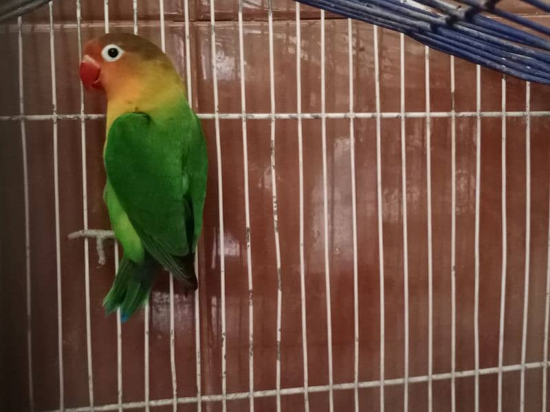 Green Fisheri lovebird for sell 0