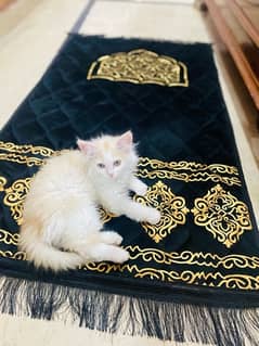 Pure Percian kitten male