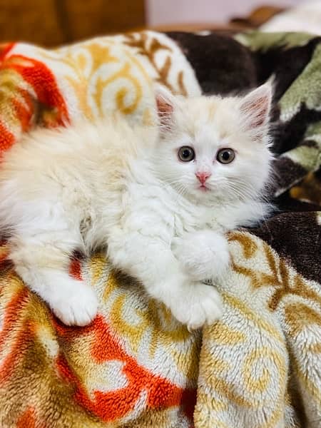 Pure Percian kitten male 1