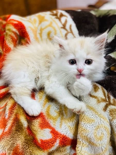 Pure Percian kitten male 2