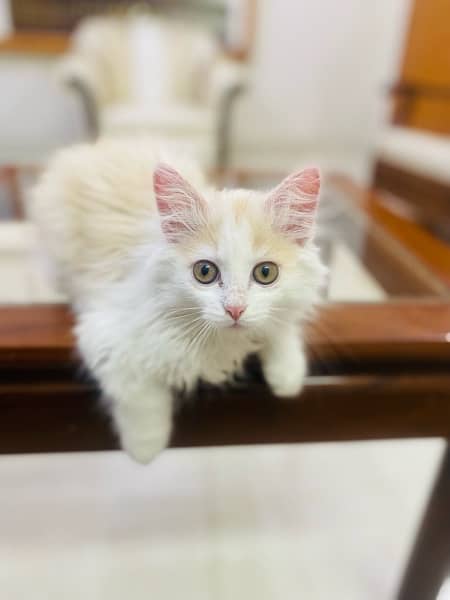 Pure Percian kitten male 3