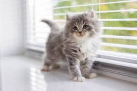 Persian kitten trpl coat 03126297853