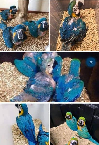 macaw chick in all ages are available for sale Whatsapp 03126945780 2