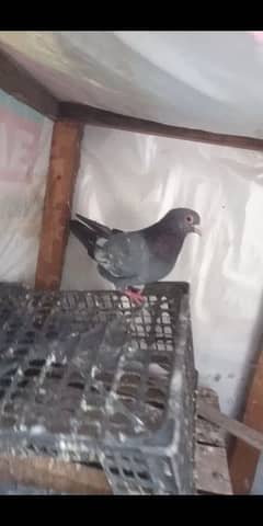 pigeon sherazi 12