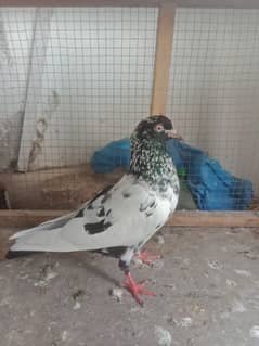 pigeon high flayer 6