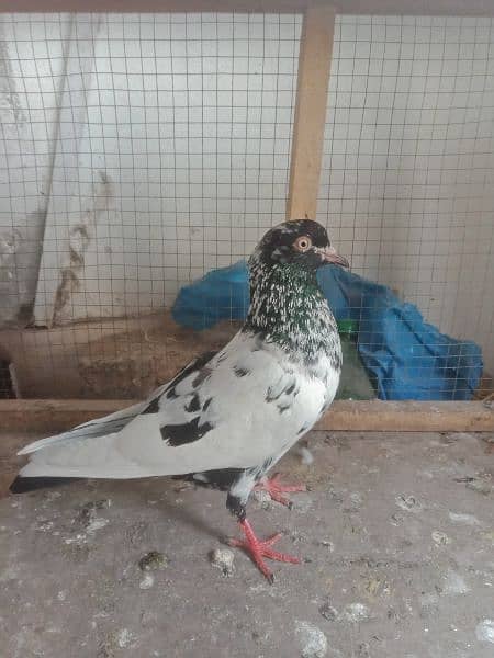 pigeon high flayer 6 0