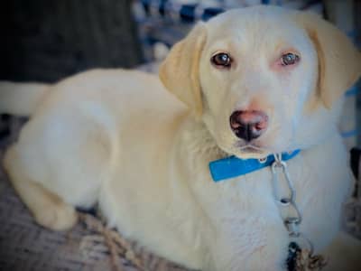 Lebra Dog