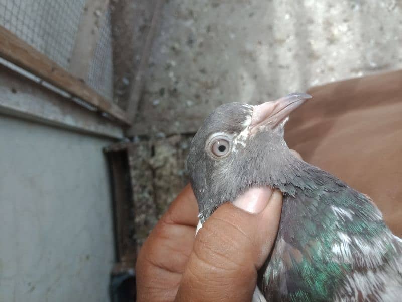 pigeon high flayer 6 5