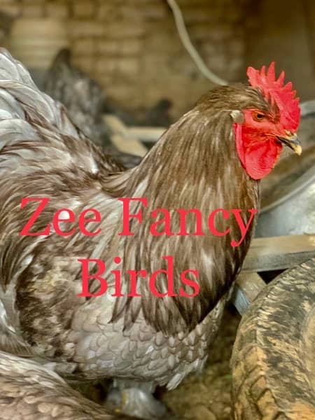 Blue Buff chiks ,Gray Buff Chiks ,Heavy cochine chiks hen Roster 1