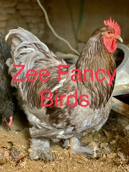 Blue Buff chiks ,Gray Buff Chiks ,Heavy cochine chiks hen Roster 2