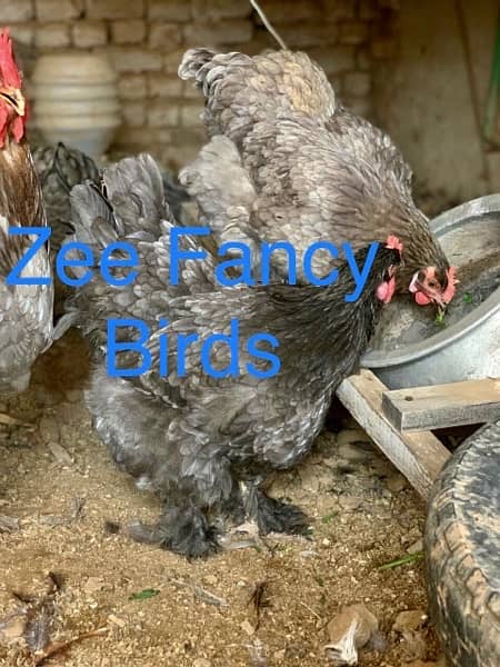Blue Buff chiks ,Gray Buff Chiks ,Heavy cochine chiks hen Roster 3