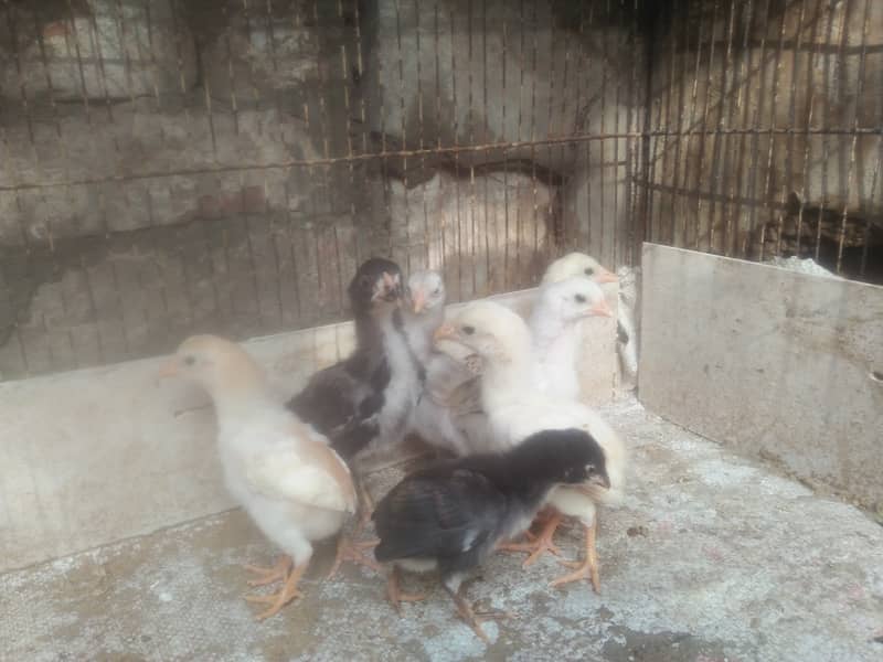 Aseel chicks for sale 4