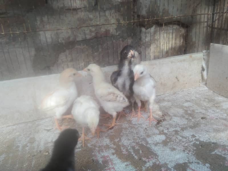 Aseel chicks for sale 5