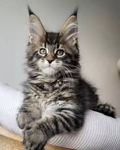 Maine coons