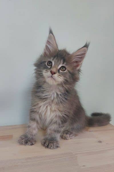 Maine coons 1