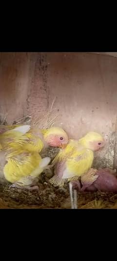 lutino breeder pair with egg and chicks 1 male extra fertile 0