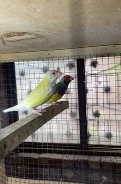 gouldian finches pair and bengalize finches pair